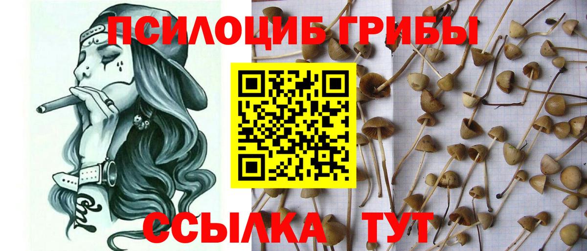 Александров  Галлюциногенные грибы Cubensis  Вход с VPN 